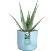 Aloe Vera Pflanze in blauem Topf