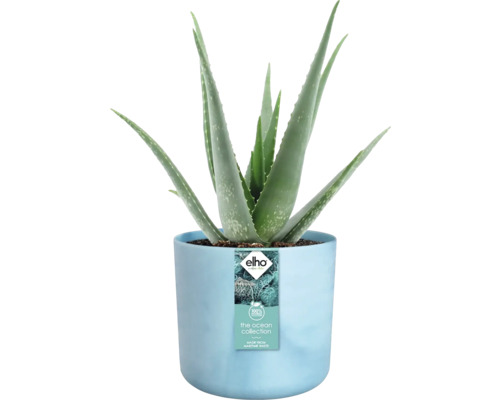 Aloe Vera Pflanze in blauem Topf