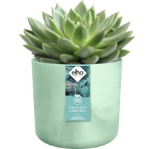 Sukkulente in Blumentopf aus recyceltem Meeresmüll, Elho Logo