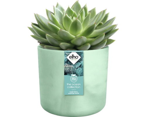 Sukkulente in Blumentopf aus recyceltem Meeresmüll, Elho Logo