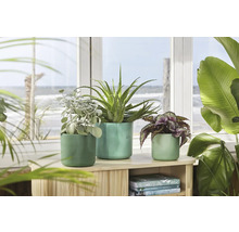 Dekorative Zimmerpflanzen in Töpfen auf einem Holzregal vor einem Fenster