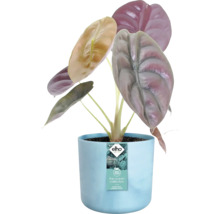 Blumentopf Pflanztopf Elho The Ocean Collection Kunststoff 18,3 x 18,3 x 16,7 cm blau