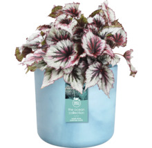 Blumentopf Pflanztopf Elho The Ocean Collection Kunststoff 18,3 x 18,3 x 16,7 cm blau