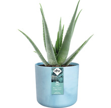 Blumentopf Pflanztopf Elho The Ocean Collection Kunststoff 18,3 x 18,3 x 16,7 cm blau
