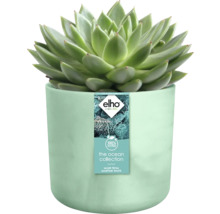 Sukkulente in einem Blumentopf aus recyceltem Meeresmüll mit Elho Logo.