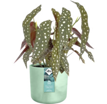 Begonie in einem Blumentopf