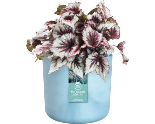 Begonie in einem Topf aus recyceltem Meeresmüll