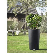 Pflanze in geripptem, zylindrischem Pflanzgefäß im Garten