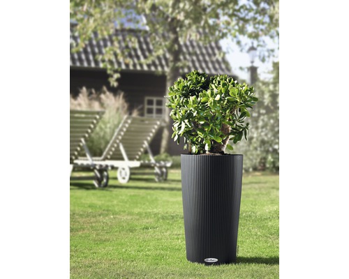 Pflanze in geripptem, zylindrischem Pflanzgefäß im Garten