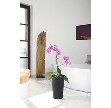 Badezimmer mit Orchidee in schwarzem Pflanzgefäß