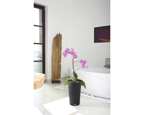 Badezimmer mit Orchidee in schwarzem Pflanzgefäß