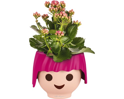Kalanchoe Pflanze in einem Lechuza Blumentopf mit Gesicht