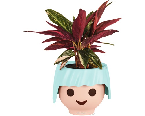 Pflanze in einem Blumentopf mit Gesicht
