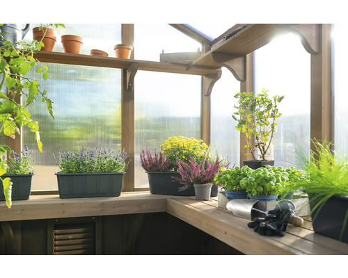 Gewächshaus mit Pflanzen in Töpfen und Kästen auf Regalen