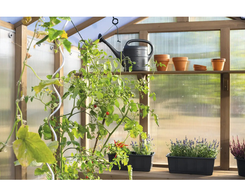 Gewächshaus mit Pflanzen, Gießkanne und Blumentöpfen auf Regalen