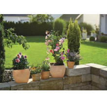 Bewässerungsset GARDENA Micro-Drip Start Set Pflanztöpfe Gr. S (für bis zu 5 Pflanztöpfe) zugunsten UNICEF-thumb-3