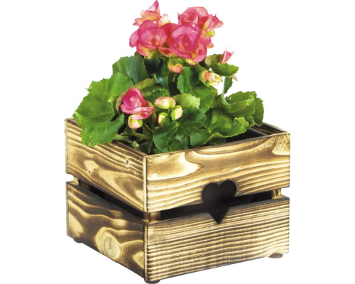 Begonie im Holzkasten mit Herz