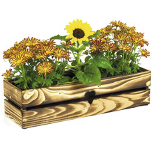 Holzkiste bepflanzt mit Sonnenblumen und Chrysanthemen