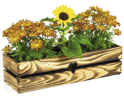 Holzkiste bepflanzt mit Sonnenblumen und Chrysanthemen