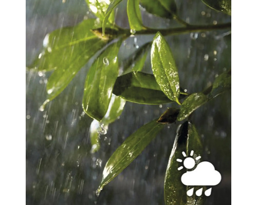 Regen auf grünen Blättern