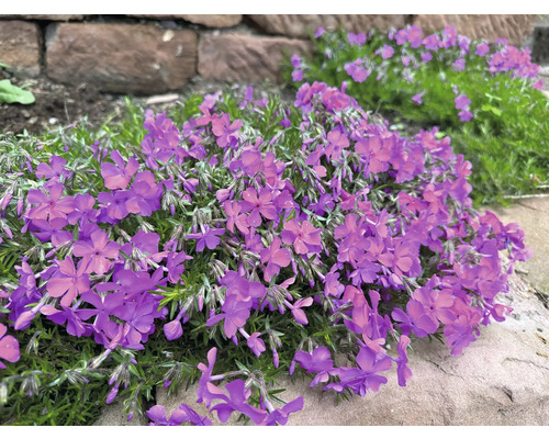Blühender Teppichphlox im Garten