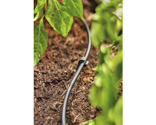 Bewässerungsschlauch mit Erdspieß im Gartenbeet zur Pflanzenbewässerung