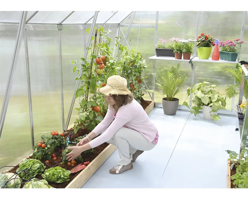 Frau im Gewächshaus, die sich um Tomatenpflanzen und Salat kümmert. Im Hintergrund befinden sich Pflanzen auf einem Regal.