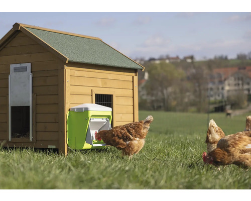 Hühnerstall mit Futterspender auf einer Wiese mit pickenden Hühnern