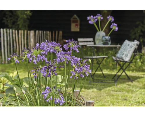 Szene eines Gartens mit blühenden Agapanthus, Tisch und Stühlen.