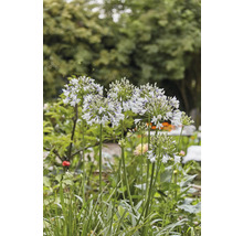 Blütenstand der Schmucklilie im Garten