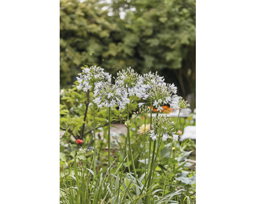 Blütenstand der Schmucklilie im Garten