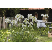 Schmucklilie 'White' FloraSelf Agapanthus EVER® 'White' Ø 17 cm Topf dauerblüher-thumb-2