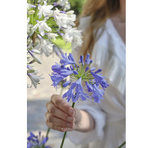 Schmucklilie 'Sapphire' FloraSelf Agapanthus EVER® 'Sapphire' Ø 17 cm Topf dauerblüher-thumb-4