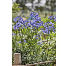 Schmucklilie 'Sapphire' FloraSelf Agapanthus EVER® 'Sapphire' Ø 17 cm Topf dauerblüher-thumb-2