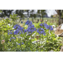 Schmucklilie 'Sapphire' FloraSelf Agapanthus EVER® 'Sapphire' Ø 17 cm Topf dauerblüher-thumb-3