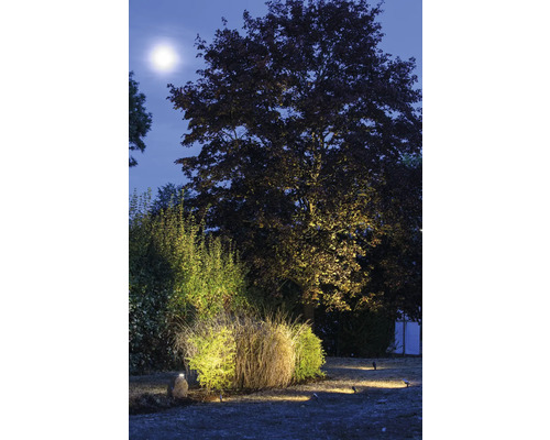 Beleuchteter Garten mit Bäumen und Sträuchern bei Nacht