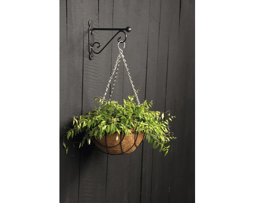 Hängeampel mit Pflanze, befestigt an einer Wandhalterung