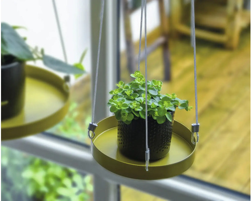 Hängepflanze in einem Topf auf einem Tablett mit Aufhängung