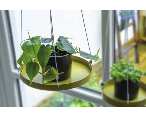 Hängepflanze in einem Topf mit Hängevorrichtung