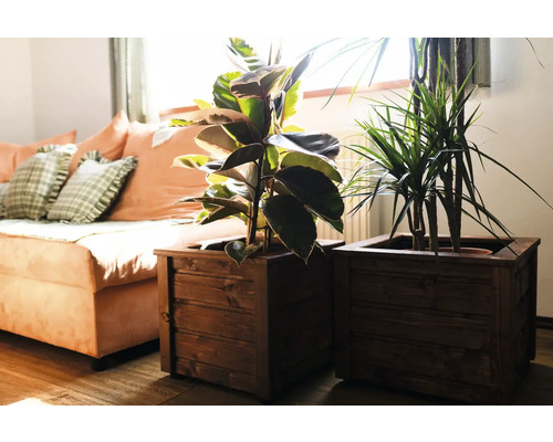 Zwei Zimmerpflanzen in braunen Holzkübeln neben einem Sofa.