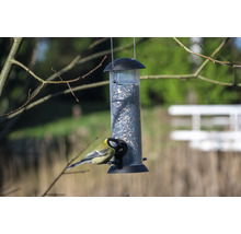 Vogel am Vogelhaus mit Samen