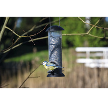 Blaumeise an einer hängenden Vogelfutterstation mit Samen