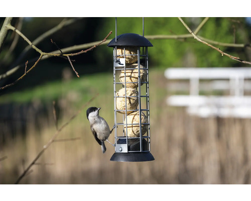 Meisenknödelhalter mit Kohlmeise beim Fressen