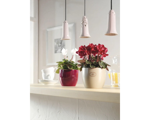 Zwei Cyclamen Pflanzen in Töpfen auf einem Regal mit drei Pendelleuchten im Hintergrund.