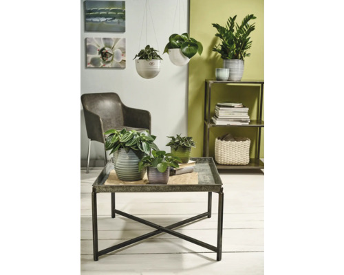 Wohnzimmer mit Pflanzen in Töpfen und Hängeampeln auf einem Tisch und Regal