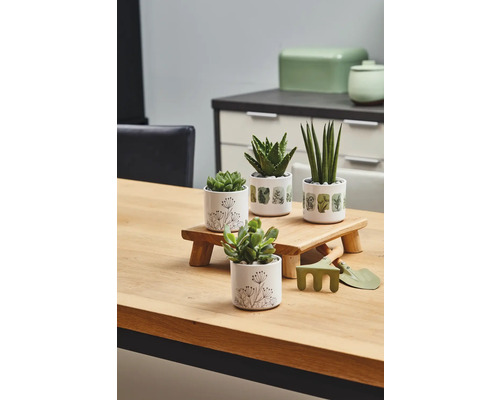 Dekorative Sukkulenten in Töpfen mit Gartengeräten auf einem Holztisch