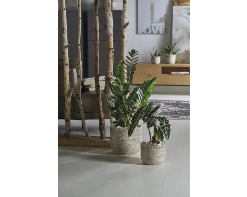 Dekoratives Wohnambiente mit Raumteiler aus Birkenstämmen und Zimmerpflanzen in Töpfen.