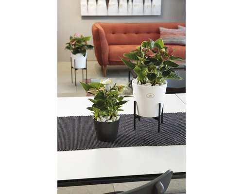 Zimmeransicht mit Anthurienpflanzen in Töpfen auf Tischen mit schwarzen Läufern.