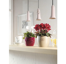 Szene mit Cyclamen Pflanzen in Töpfen auf einer Ablage