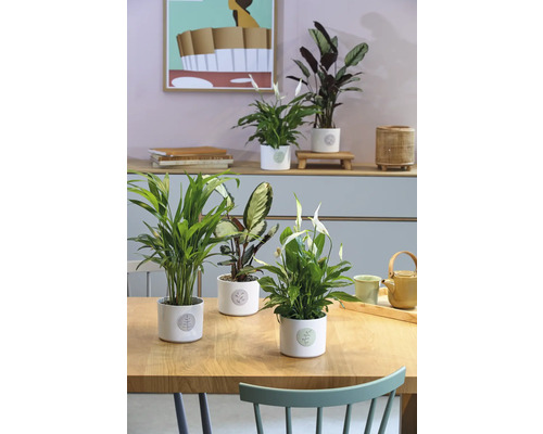 Verschiedene Zimmerpflanzen in Töpfen auf einem Tisch und einem Regal